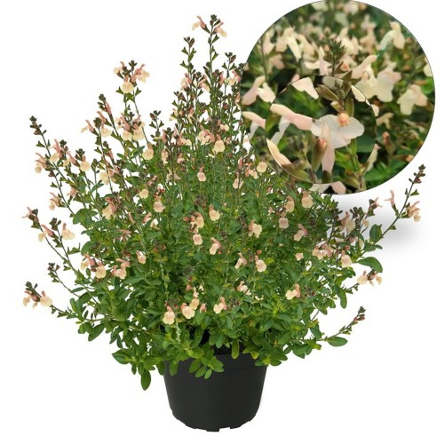 Salvia 'Visional Cream' - Salvei 'Visional Cream' P9/0,55L